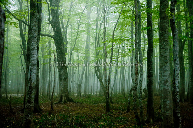 霞むブナの森/2008