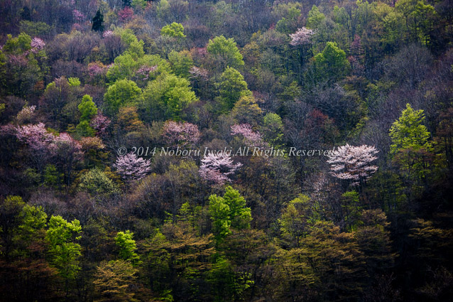 山桜/2008