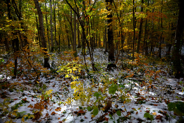 紅葉と初雪/2010